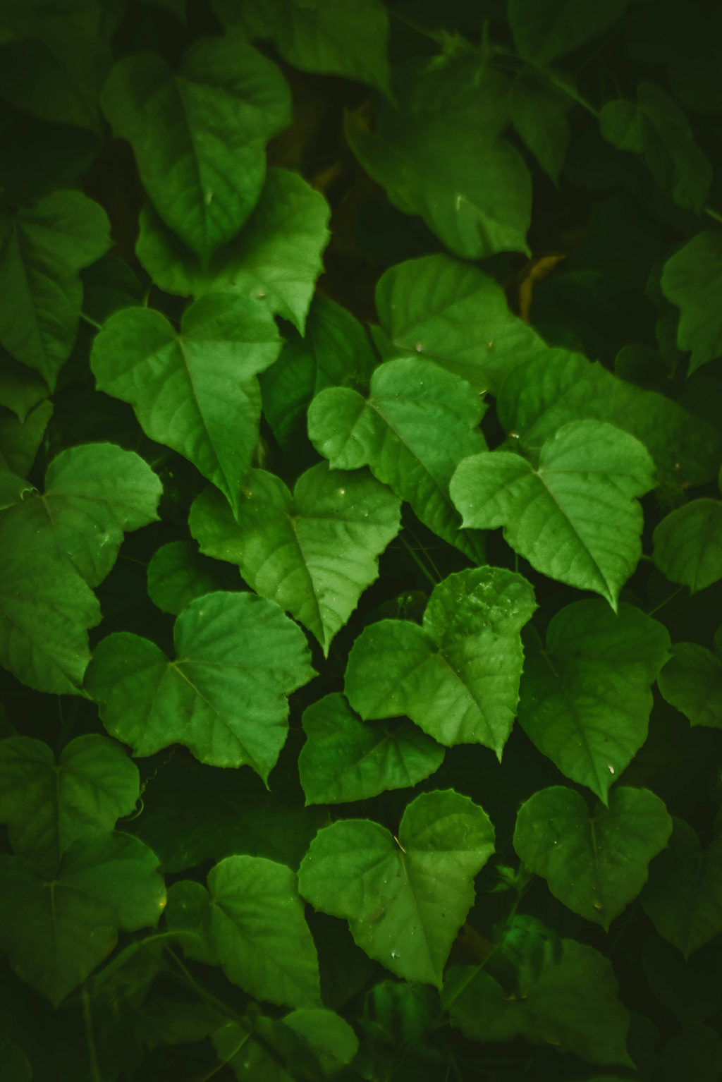 Vayumandal Mission & Vision